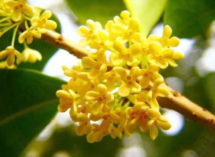 園林綠化zui愛的10種“花香之樹”！